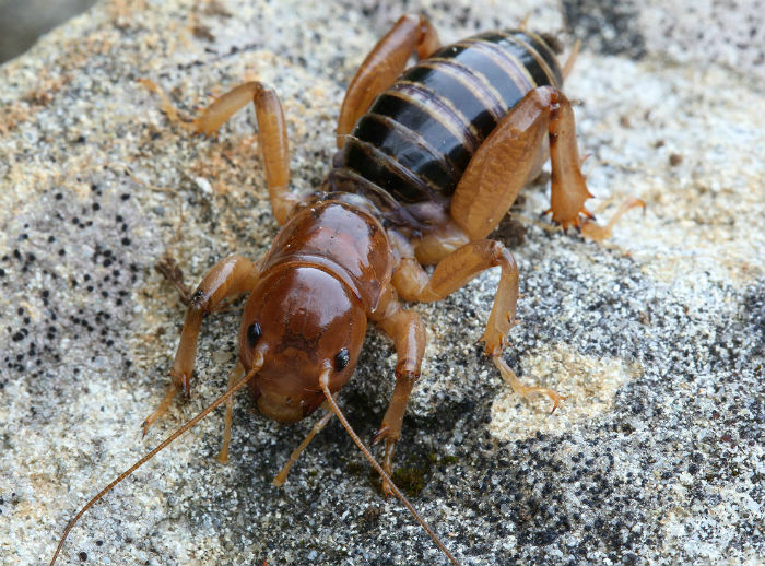 Jerusalem Cricket